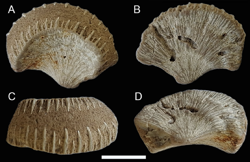 Holotipo de Diploctenium chilensis sp. nov. (MGUC PT/01-L2/C2) en vista lateral izquierda (A), vista lateral derecha (B), vista calicular (C) y vista posterior(D). Escala= 1 cm.